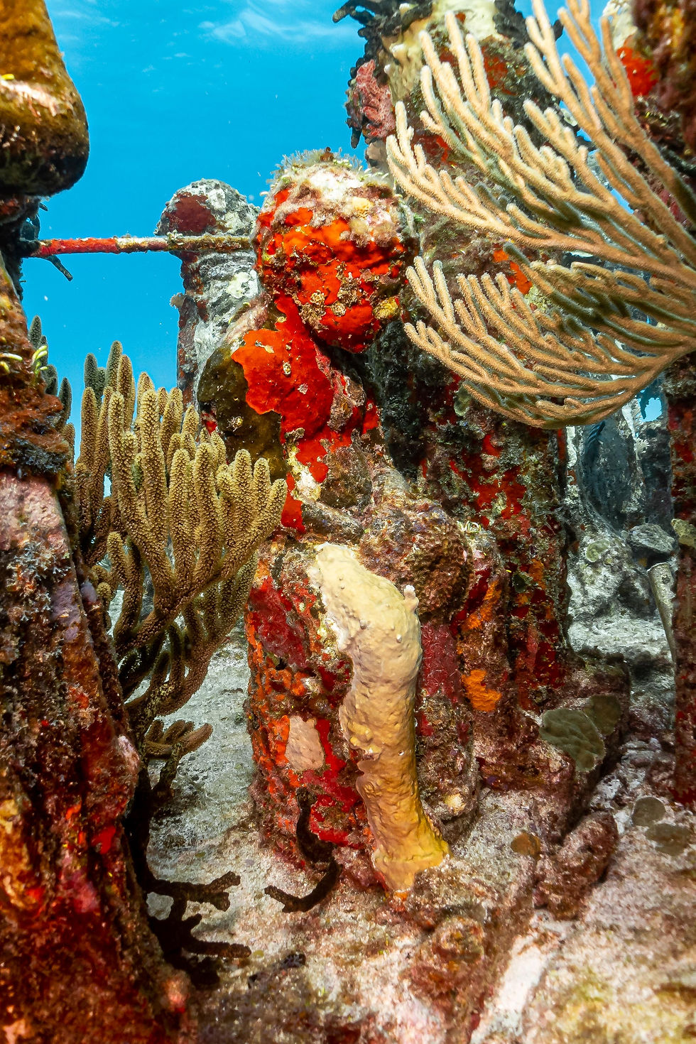 A small child in Silent Evolution shows the interaction of different species of coral: hard, coralline and branching, and how MUSA is evolving. Photo credit @jamie_justaddwater