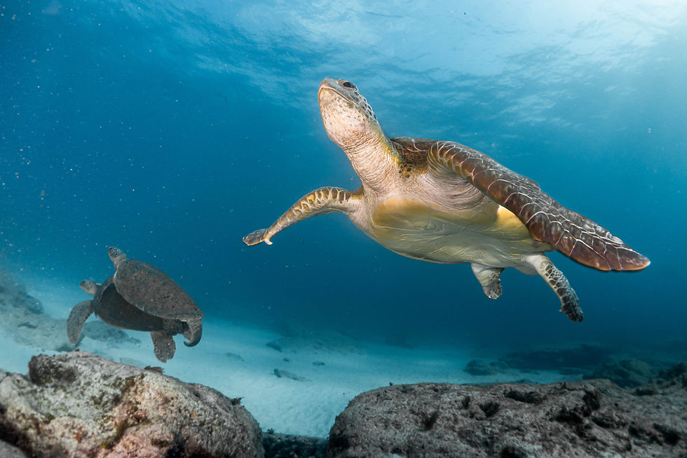 Loggerhead turtle and mating couple at Punta Sur, Isla Muejres