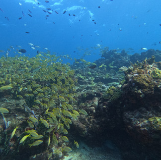 Large schools of fish at Banderas Reef