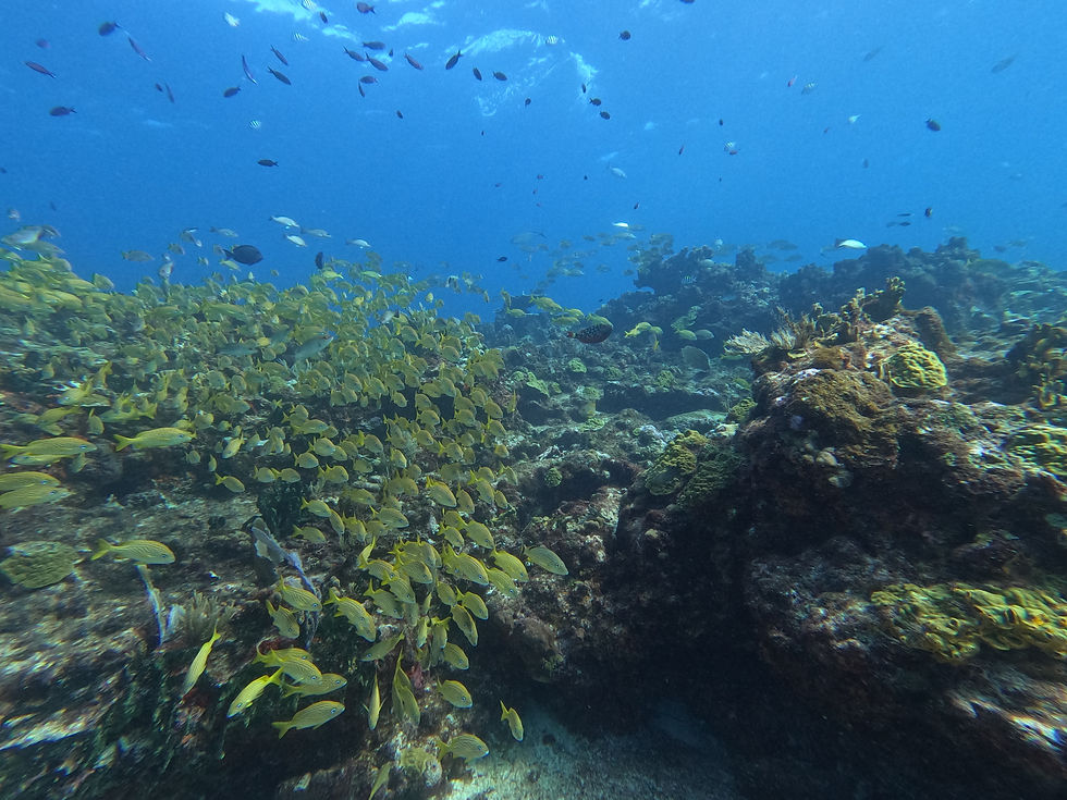 Vibrant marine life and unique reef formations of Banderas Reef