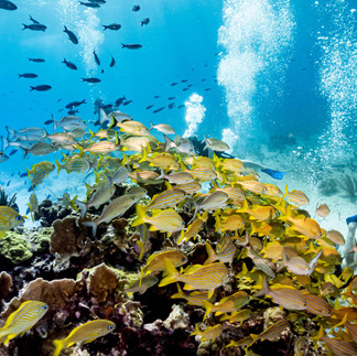 Bacab by Salvador Quiroz Ennis is found near Jardines dive site, Manchones Reef, Isla Mujeres