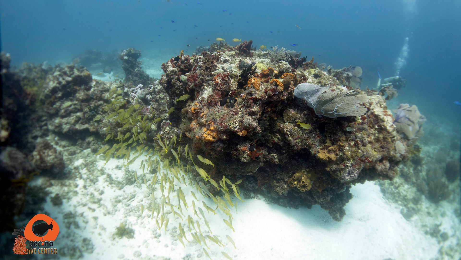 School of fish at Punta Negra, Manchones National Park, near Isla Mujeres