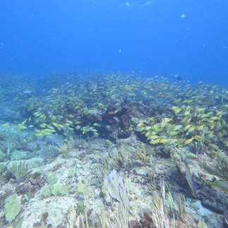Fish at Banderas Reef