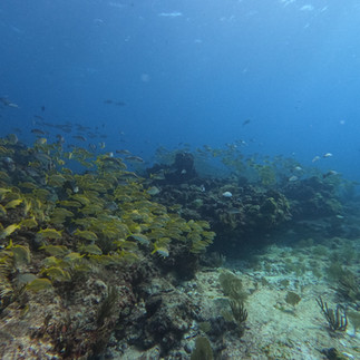 Vibrant marine life at Banderas Reef