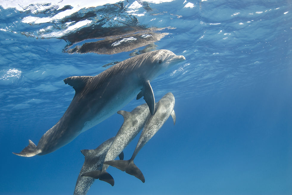 Dolphins seen in the wild where they should be