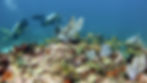 2 divers at Grampin dive site, located near Isla Mujeres