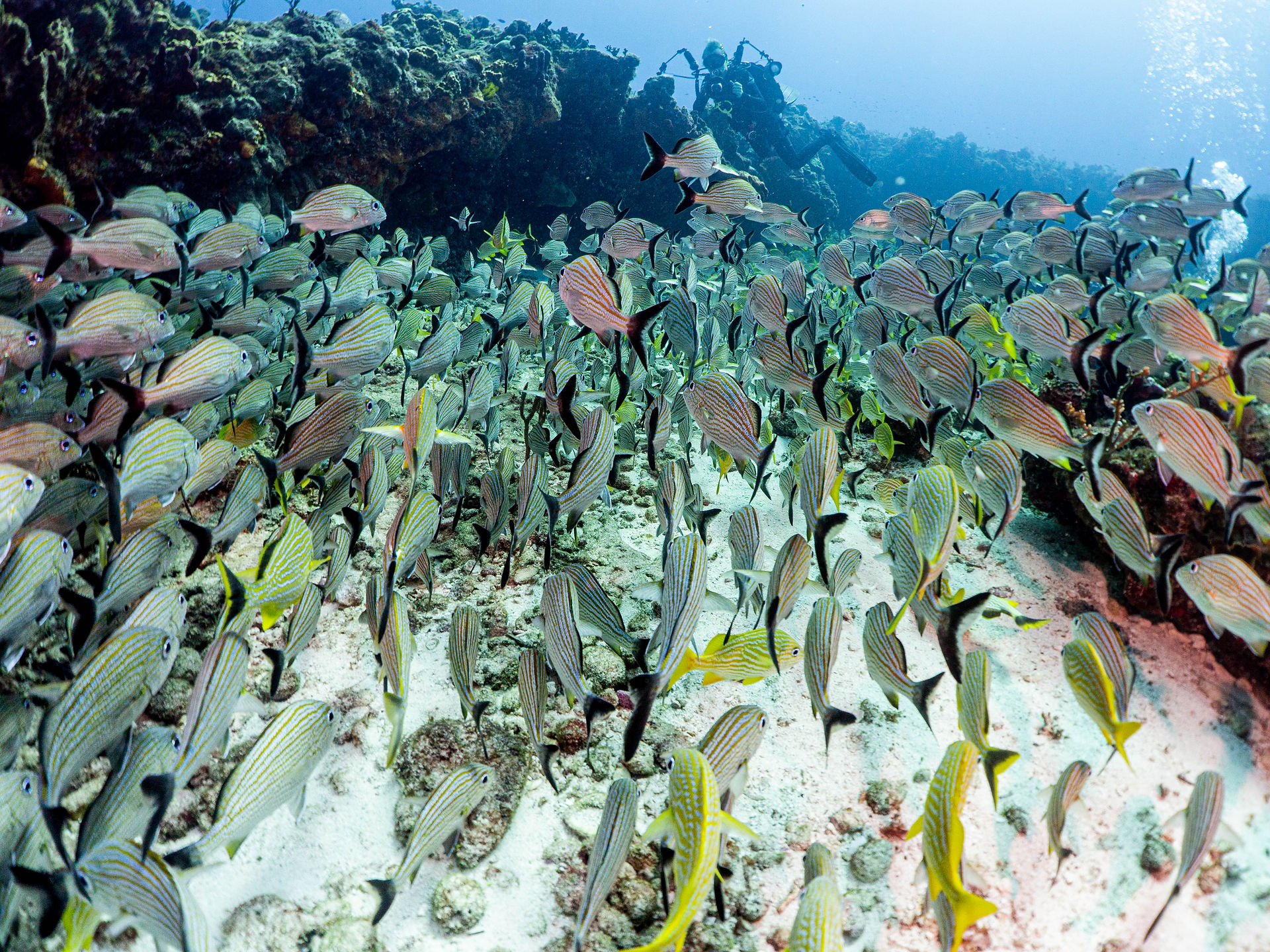 School of fish at Grampin dive site