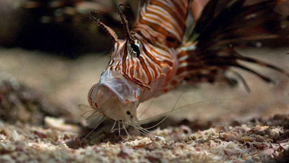 Lionfish hunting small reef fish with fins spread, demonstrating predatory behaviour.