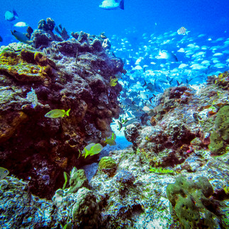 Vibrant marine life at San Toribio Reef