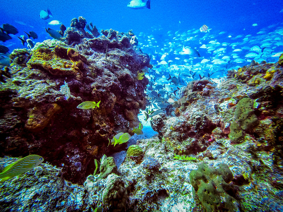 Vibrant marine life at San Toribio Reef
