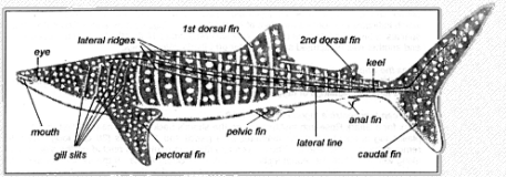 Note the pelvic fins, they have a secondary function as they are modified into copulatory organs called claspers