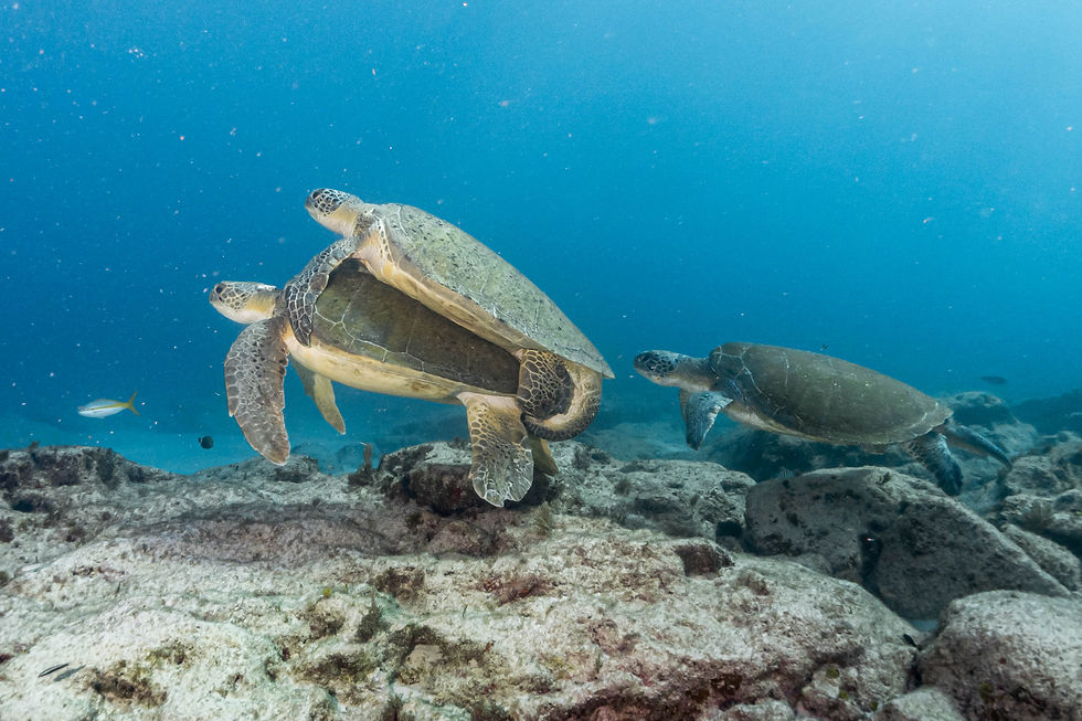 Mating loggerhead turtles in Isla Mujeres