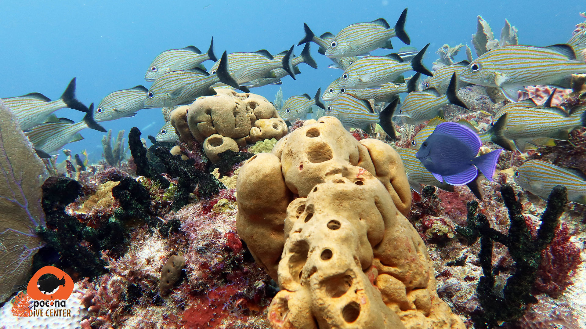 School of fish at Punta Negra, Manchones National Park, near Isla Mujeres