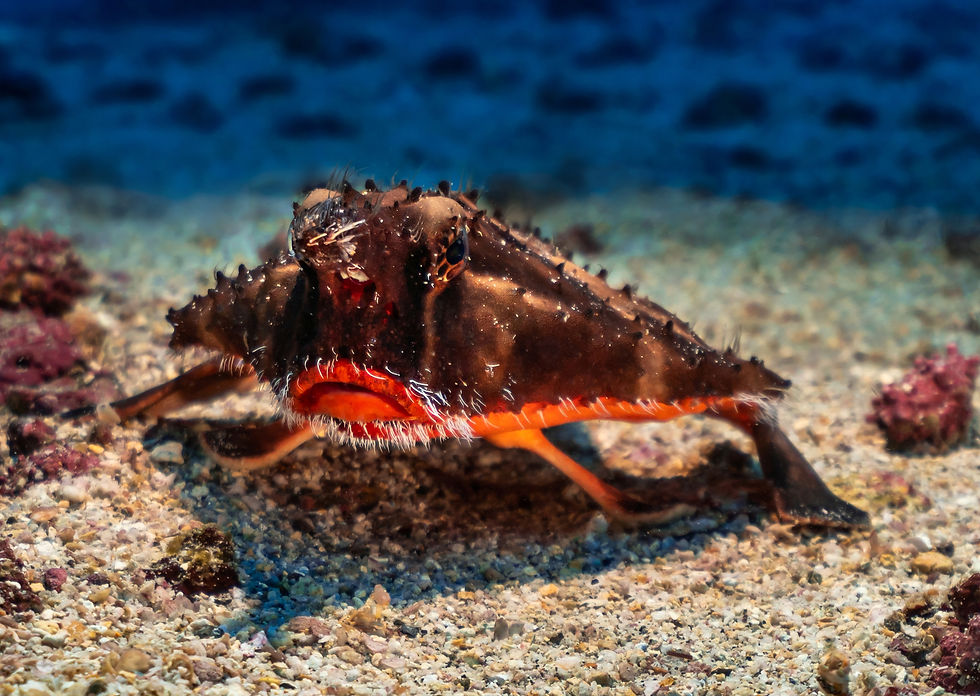Batfish at Punta Sur in Isla Mujeres