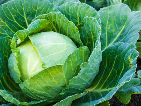 Where to Find the Richest Nutrients in the Vegetable Kingdom - Leafy Greens!
