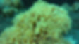 Amazing Cloud Sponges Ocean Pro Divers.jpg