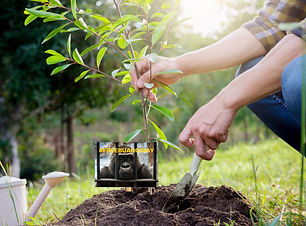 #plantingforbuanoi.jpg