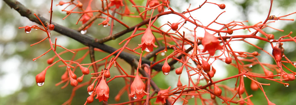 Brachychiton acerifolius flowers 20241220.JPG