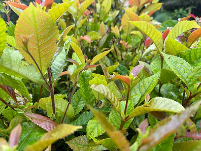 Pullea stutzeri in the nursery.jpg