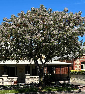 July25 Melia azederach street tree in Adelaide 20231008.jpeg