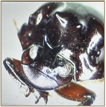 Dung Beetle 1.jpg