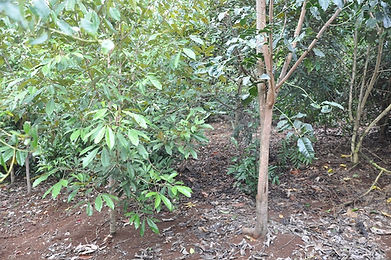 Ringtail crossing Photo 6 Jan 2017 AMcC.JPG