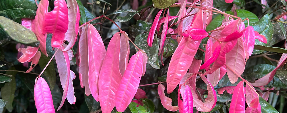 Syzygium leaves.jpg