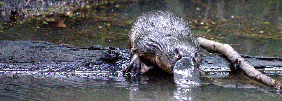 Platypus.jpeg
