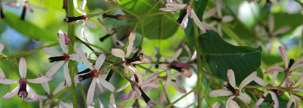 Melia azederach flowers and foliage.jpeg