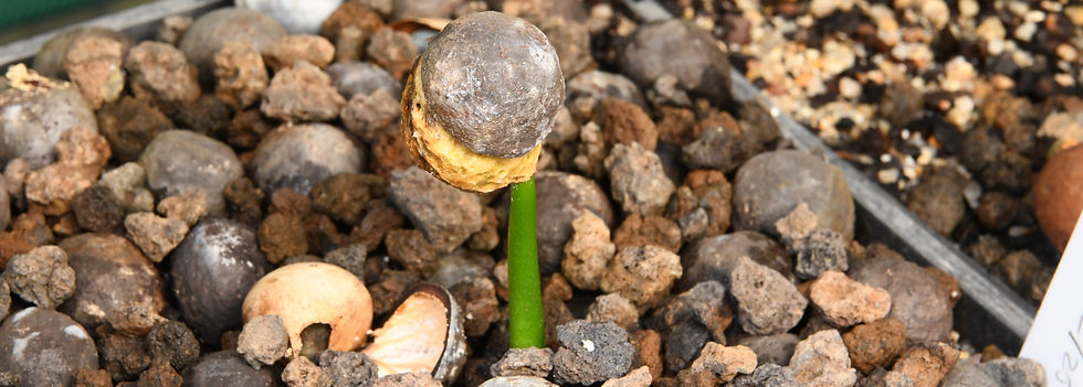 Germinating candlenut.jpeg