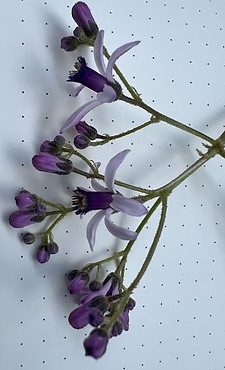 July25 Melia azedarach flowers.jpeg