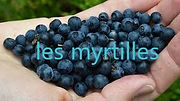 sm0myrtilles.jpg