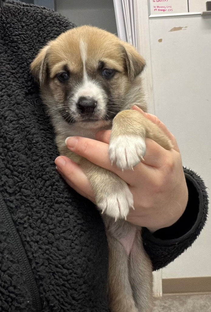 pup1.jpg