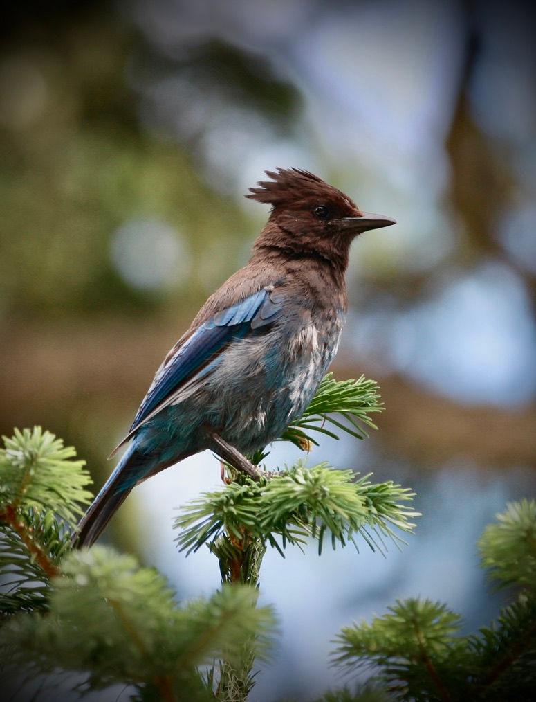 Bird