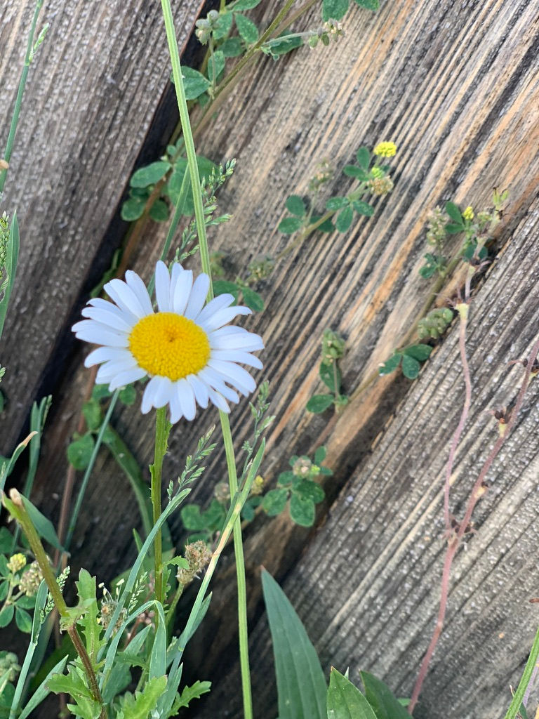 Flower White