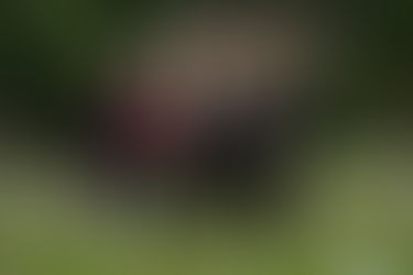 Za dirigentem Václavem Talichem do Berouna