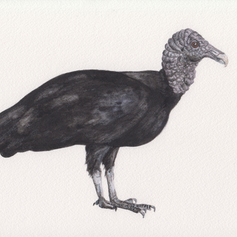 black vulture.png