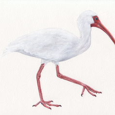 ibis.png