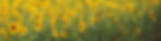 Kate Sweeney Nutrition Sunflowers.jpg