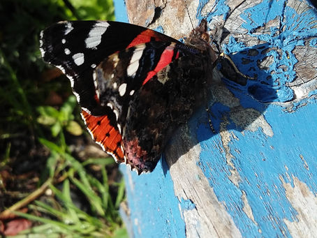 A butterfly cooling off on a hot summer day