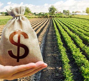 PROJETOS AGRÍCOLAS.png