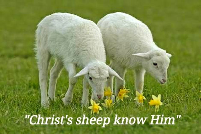 Daily Tonic || Marks Of A True Sheep (2)