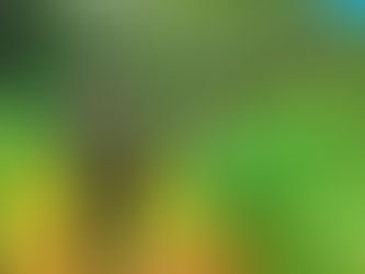 EXÉRCITO PARTICIPA DE RESGATE NA SELVA