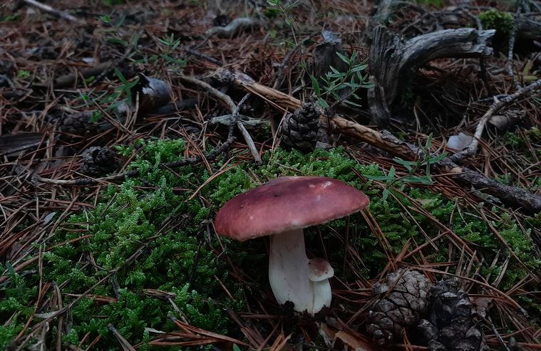 Setas Modino (5).jpg