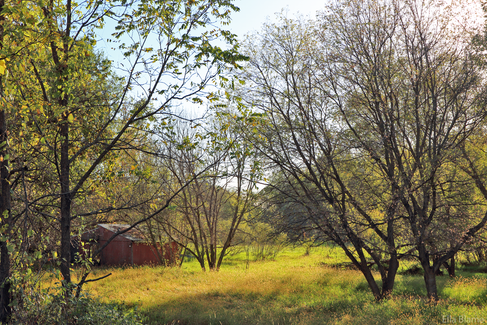 Barn and Trees in September