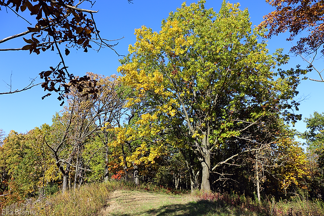Wisconsin Forest Trees in October