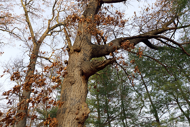 Wisconsin Nature Park Trees
