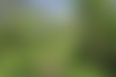 Wisconsin Forest Nature in May