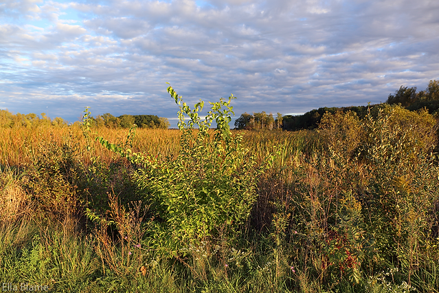 Wisconsin Nature Preserve Landscape with Clouds in September