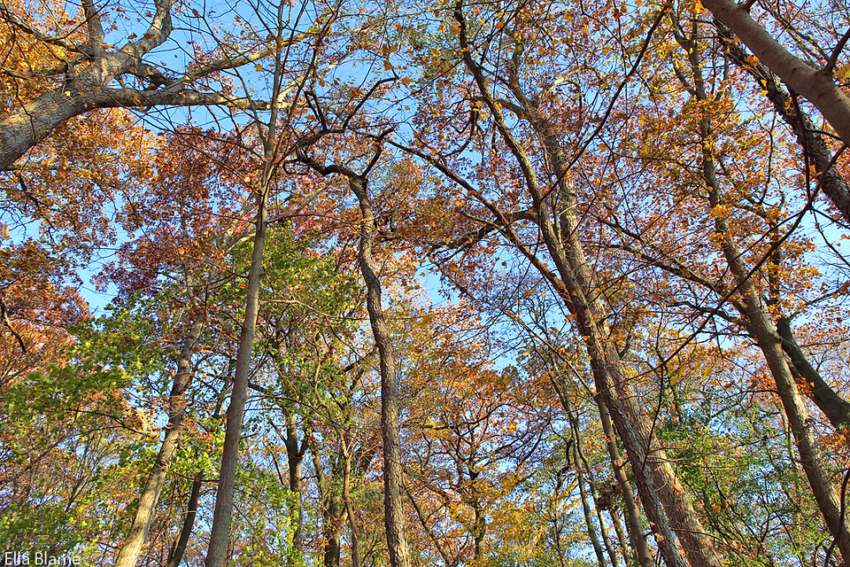 Wisconsin Trees in October